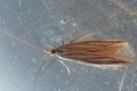 Coleophora albicosta
