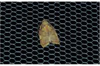 Carcina quercana