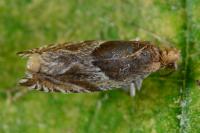 Ancylis comptana