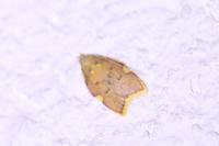 Carcina quercana