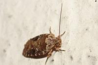 Agonopterix purpurea