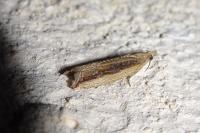 Bactra