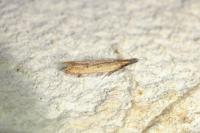 Dichomeris acuminata