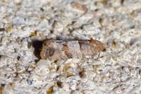 Lobesia indusiana/limoniana