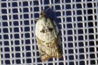 Acleris variegana