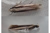 Mirificarma interrupta