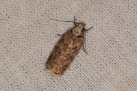 Depressaria douglasella
