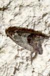 Cydia splendana