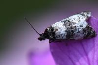 Hysterophora maculosana