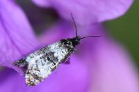 Hysterophora maculosana