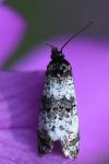 Hysterophora maculosana
