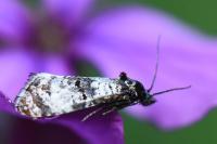 Hysterophora maculosana