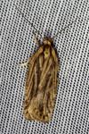 Agonopterix umbellana