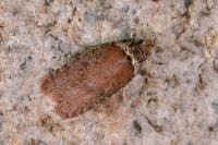 Agonopterix cnicella