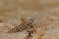 Coleophora texanella