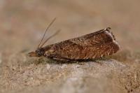 Dichrorampha acuminatana