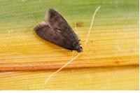 Homaloxestis briantiella