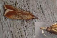 Dichomeris ustalella