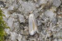 Opostega salaciella
