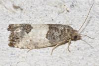 Spilonota ocellana