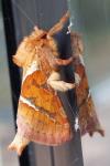 Triodia sylvina