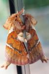 Triodia sylvina