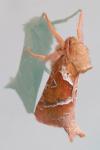 Triodia sylvina