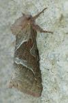 Triodia sylvina
