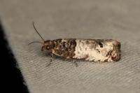 Notocelia incarnatana