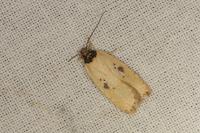 Agonopterix subpropinquella
