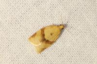 Clepsis consimilana