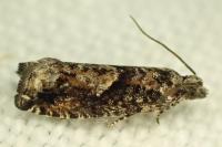 Epinotia immundana