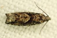 Epinotia immundana