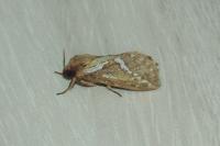 Korscheltellus lupulinus
