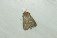 Korscheltellus lupulinus