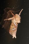 Triodia sylvina
