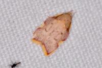 Carcina quercana