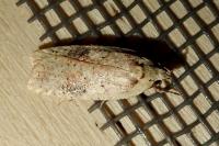 Agonopterix nervosa