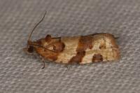 Argyrotaenia ljungiana