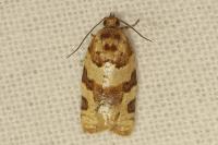 Argyrotaenia ljungiana