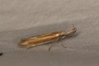Pleurota