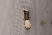 Trichophaga bipartitella