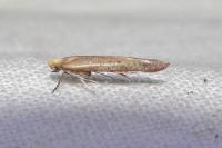 Zelleria hepariella