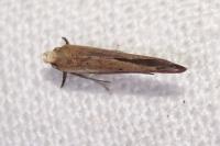Zelleria hepariella