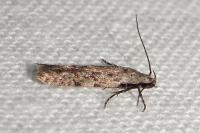 Carpatolechia decorella