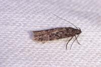 Carpatolechia decorella