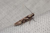 Carpatolechia decorella