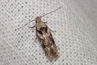 Carpatolechia decorella