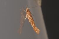 Pyroderces argyrogrammos