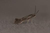 Tinagma ocnerostomella